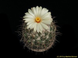 Coryphantha sulcata 1589 